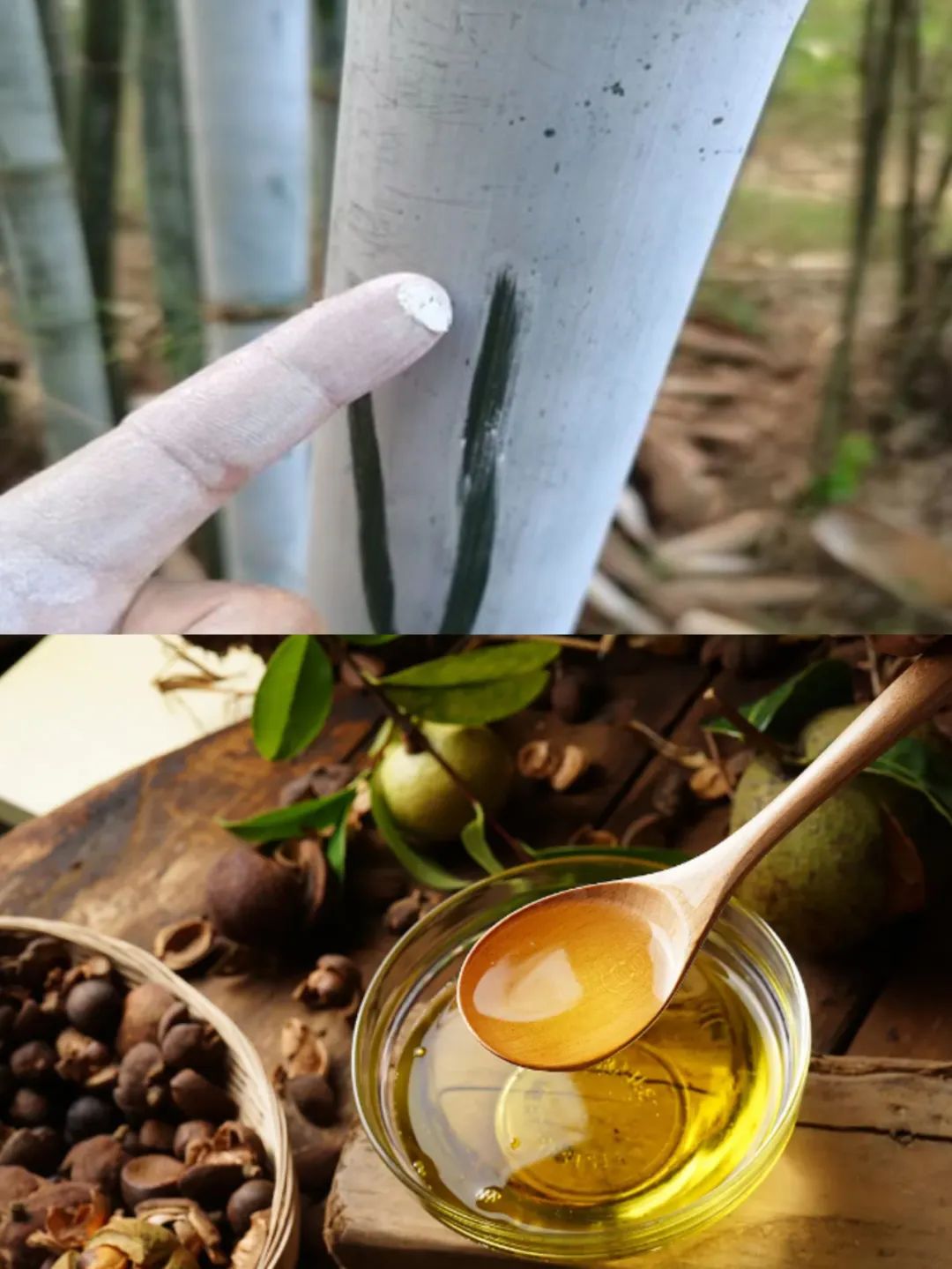 竹白霜加茶油这种偏方可以治疗外阴白斑吗? 竹白霜加茶油这种偏方可以治疗外阴白斑吗?